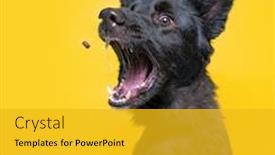  Presentation with studio - Theme enhanced with cute-dog-studio-shot background and a gold colored foreground