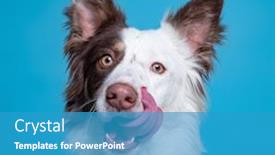  Presentation with cute cat and dog - Amazing PPT layouts having cute-dog-studio-shot backdrop and a teal colored foreground