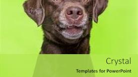  Presentation with studio - Beautiful theme featuring cute-dog-studio-shot backdrop and a yellow colored foreground