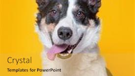  Presentation with dog - PPT layouts featuring cute-dog-studio-shot background and a yellow colored foreground