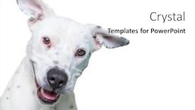  Presentation with studio - Audience pleasing presentation design consisting of cute-dog-studio-shot backdrop and a white colored foreground