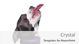  Presentation with studio - Cool new slide set with cute-dog-studio-shot backdrop and a white colored foreground