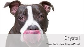  Presentation with studio - Presentation design enhanced with cute-dog-studio-shot background and a light gray colored foreground