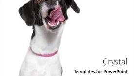  Presentation with studio - Amazing presentation theme having cute-dog-studio-shot backdrop and a white colored foreground