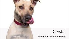  Presentation with studio - Presentation theme with cute-dog-studio-shot background and a white colored foreground