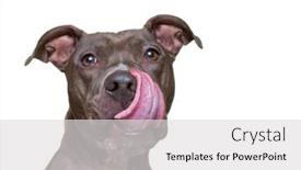  Presentation with studio - Cool new presentation design with cute-dog-studio-shot backdrop and a light gray colored foreground