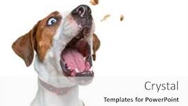  Presentation with studio - Amazing presentation having cute-dog-studio-shot backdrop and a white colored foreground
