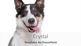  Presentation with studio - Presentation theme consisting of cute-dog-studio-shot background and a white colored foreground