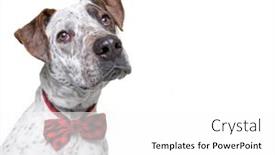  Presentation with studio - Audience pleasing presentation theme consisting of cute-dog-studio-shot backdrop and a white colored foreground