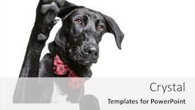  Presentation with studio - Cool new slides with cute-dog-studio-shot backdrop and a white colored foreground