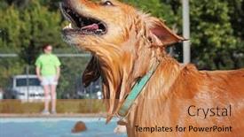  Presentation with public - Presentation design enhanced with cute dog swimming in a public pool and having a good time during the summer vacation holiday background and a coral colored foreground