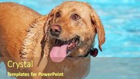  Presentation with public - Theme having cute dog swimming in a public pool and having a good time during the summer vacation holiday background and a tawny brown colored foreground