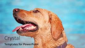  Presentation with public - Slide deck featuring cute dog swimming in a public pool and having a good time during the summer vacation holiday background and a coral colored foreground