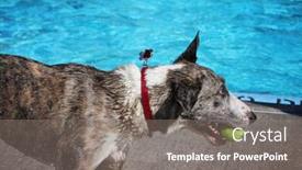  Presentation with public - PPT theme consisting of cute dog swimming in a public pool and having a good time during the summer vacation holiday background and a gray colored foreground
