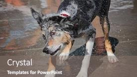  Presentation with public - Colorful presentation theme enhanced with cute dog swimming in a public pool and having a good time during the summer vacation holiday backdrop and a gray colored foreground