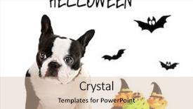  Presentation with costume - Audience pleasing PPT layouts consisting of cute dog wearing funny costume for halloween isolated on white backdrop and a soft green colored foreground