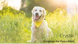  Presentation with dog - Slide deck enhanced with cute-dog-wearing-handkerchief background and a yellow colored foreground