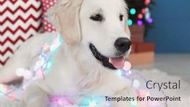  Presentation with dog christmas - Slides having cute dog with christmas lights lying on floor at home background and a light gray colored foreground