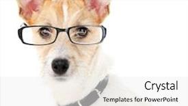 Presentation with eyeglasses - PPT theme featuring vision pets - cute dog with eyeglasses isolated background and a white colored foreground