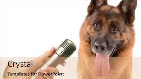  Presentation with microphone - Presentation design enhanced with cute dog with microphone isolated on white background and a coral colored foreground