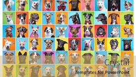  Presentation with dogs - PPT theme featuring cute-dogs-in-a-studio background and a yellow colored foreground