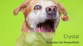  Presentation with dogs - Audience pleasing slide deck consisting of cute-dogs-in-a-studio backdrop and a yellow colored foreground