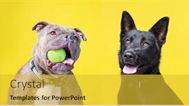  Presentation with dogs - Amazing presentation theme having cute-dogs-isolated backdrop and a yellow colored foreground