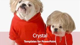  Presentation with clothing - Slide deck consisting of cute dogs wearing exercise clothing background and a crimson colored foreground