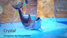  Presentation with dolphin - Presentation design having cute dolphin in the dolphinarium background and a cyan colored foreground