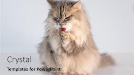  Presentation with paw - Audience pleasing PPT theme consisting of cute-domestic-cat-licking-paw backdrop and a coral colored foreground