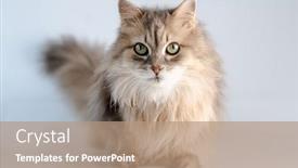  Presentation with cat - PPT theme having cute-domestic-cat-looking-aside background and a coral colored foreground