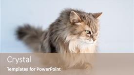  Presentation with cat - Beautiful presentation theme featuring cute-domestic-cat-looking-aside backdrop and a coral colored foreground