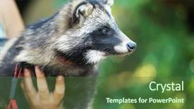  Presentation with cute cat and dog - Colorful slide deck enhanced with cute domestic raccoon dog outdoors backdrop and a tawny brown colored foreground