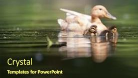  Presentation with cute duck - Slide set featuring cute duck family on a pond background and a tawny brown colored foreground