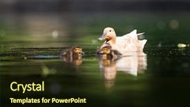  Presentation with cute duck - Cool new slides with cute duck family on a pond backdrop and a wine colored foreground