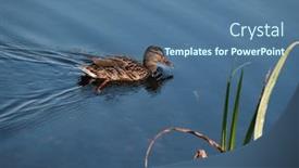  Presentation with cute duck - Beautiful PPT theme featuring cute-duck-swimming-in-blue backdrop and a ocean colored foreground