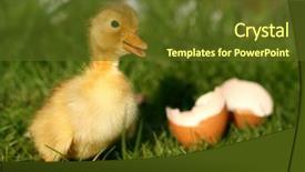  Presentation with broken egg - Cool new PPT theme with cute duckling and broken egg backdrop and a tawny brown colored foreground