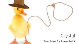  Presentation with duck - Amazing PPT layouts having cute-duckling-cowboy-duck backdrop and a white colored foreground