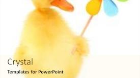  Presentation with pinwheel - PPT layouts with cute-duckling-duck-is-holding background and a blonde colored foreground