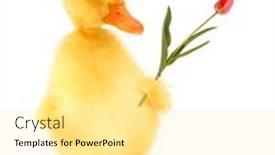  Presentation with cute duck - Audience pleasing PPT theme consisting of cute-duckling-lover-duck backdrop and a blonde colored foreground