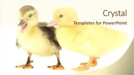  Presentation with cute nursing anime - Colorful slide deck enhanced with cute ducklings isolated on white backdrop and a cream colored foreground