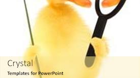  Presentation with narcissus - Presentation design consisting of cute-egoistic-duckling-narcissistic-duck background and a blonde colored foreground