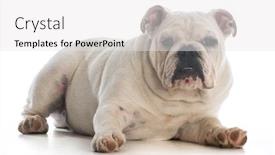  Presentation with english bulldog - Colorful slides enhanced with cute english bulldog laying down on white background - 6 month old male backdrop and a white colored foreground