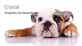  Presentation with english bulldog - Presentation theme enhanced with cute english bulldog puppy lying down on a white background background and a white colored foreground