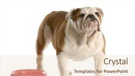  Presentation with english food - Amazing theme having cute english bulldog puppy standing backdrop and a lemonade colored foreground