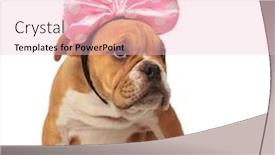  Presentation with pink ribbon - Cool new slides with cute english bulldog with pink ribbon looks up to side while sitting on white background backdrop and a lemonade colored foreground