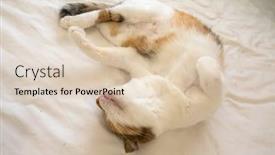  Presentation with fat - Presentation theme having cute-fat-tortoiseshell-cat-sleep background and a lemonade colored foreground