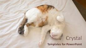  Presentation with fat - Theme consisting of cute-fat-tortoiseshell-cat-sleep background and a soft green colored foreground