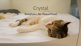  Presentation with fat - Presentation theme with cute-fat-tortoiseshell-cat-sleep background and a mint green colored foreground