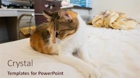  Presentation with fat - Presentation design featuring cute-fat-tortoiseshell-cat-sleep background and a soft green colored foreground